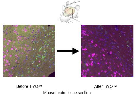 tiyo小鼠脑组织的荧光淬灭英文.jpg