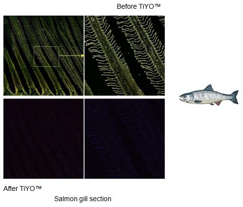 tiyo鲑鱼鳃切片的荧光淬灭英文.jpg